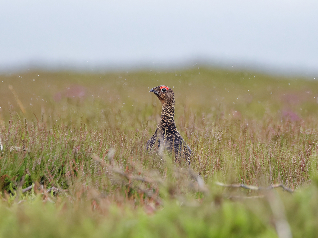 Red Grouse